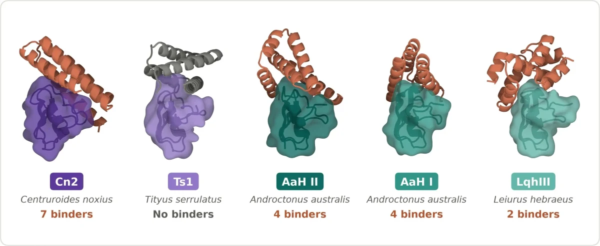 Cn2, Ts1, AaH II, AaH I ve LqhIII hedefleri için protein bağlayıcılarının yapısal gösterimi