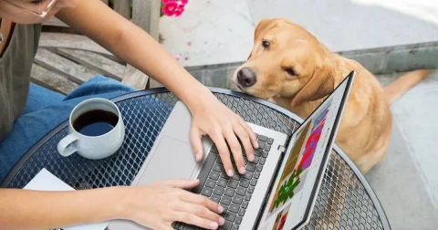 Bir kişi açık dizüstü bilgisayarda çalışırken yanında bir köpek duruyor