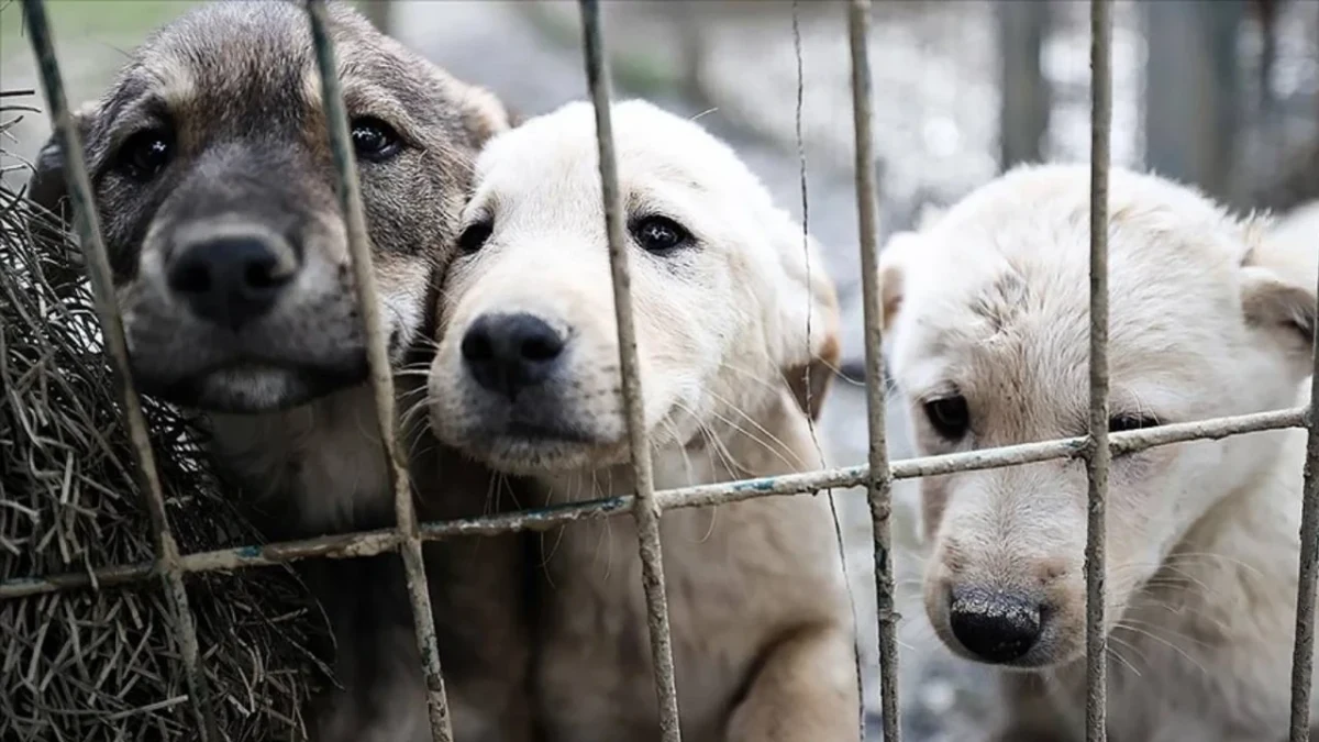 Çit arkasında yan yana duran üç köpek
