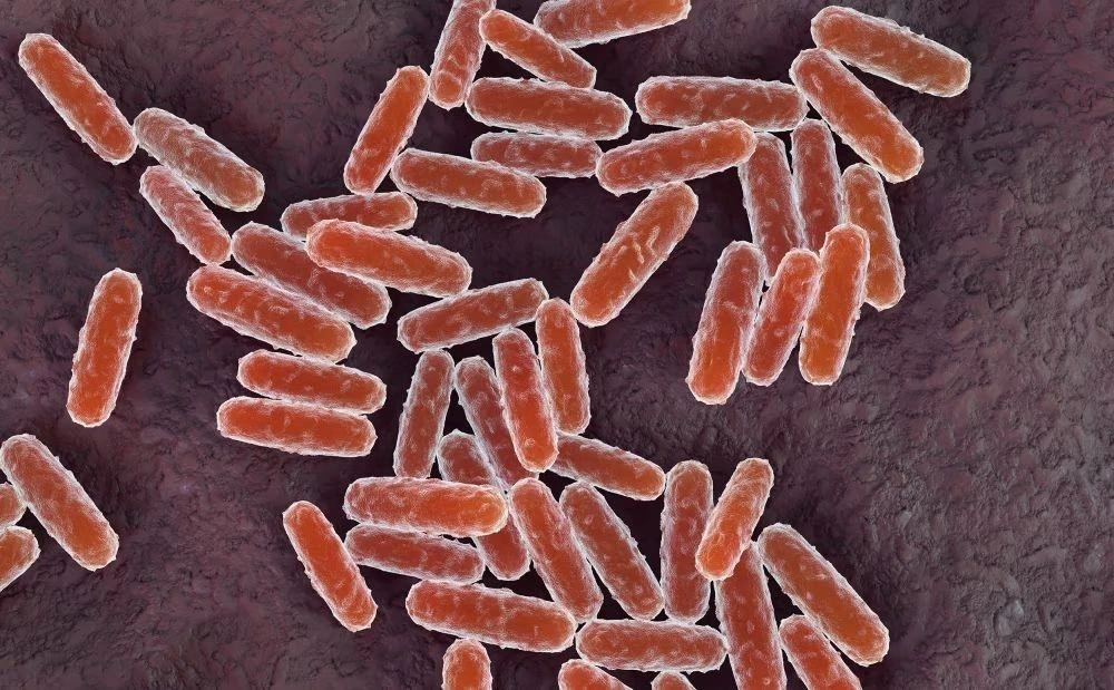 Vebaya neden olan Yersinia pestis bakterisinin mikroskobik görünümü