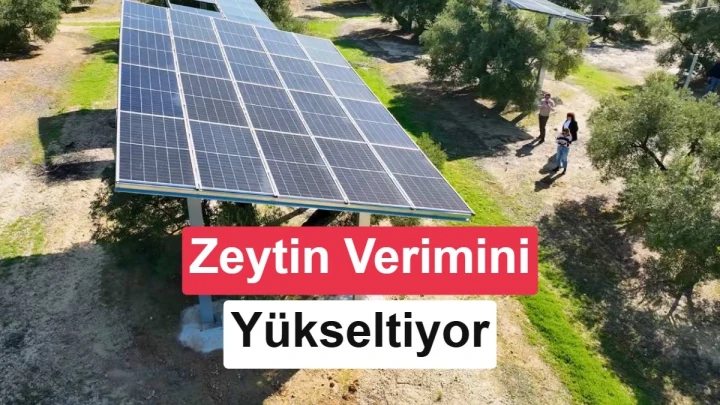 Zeytin ağaçlarının arasına yerleştirilmiş yükseltilmiş güneş panelleri